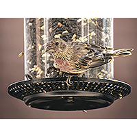 How To Choose The Right Bird Feeder 