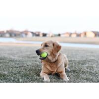 What Dog Toys Should I Get to Keep My Dog Healthy & Happy